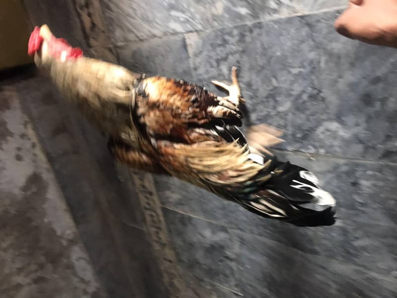 خالص اصیل مرغا — شاندار اور خوبصورت نسل 2