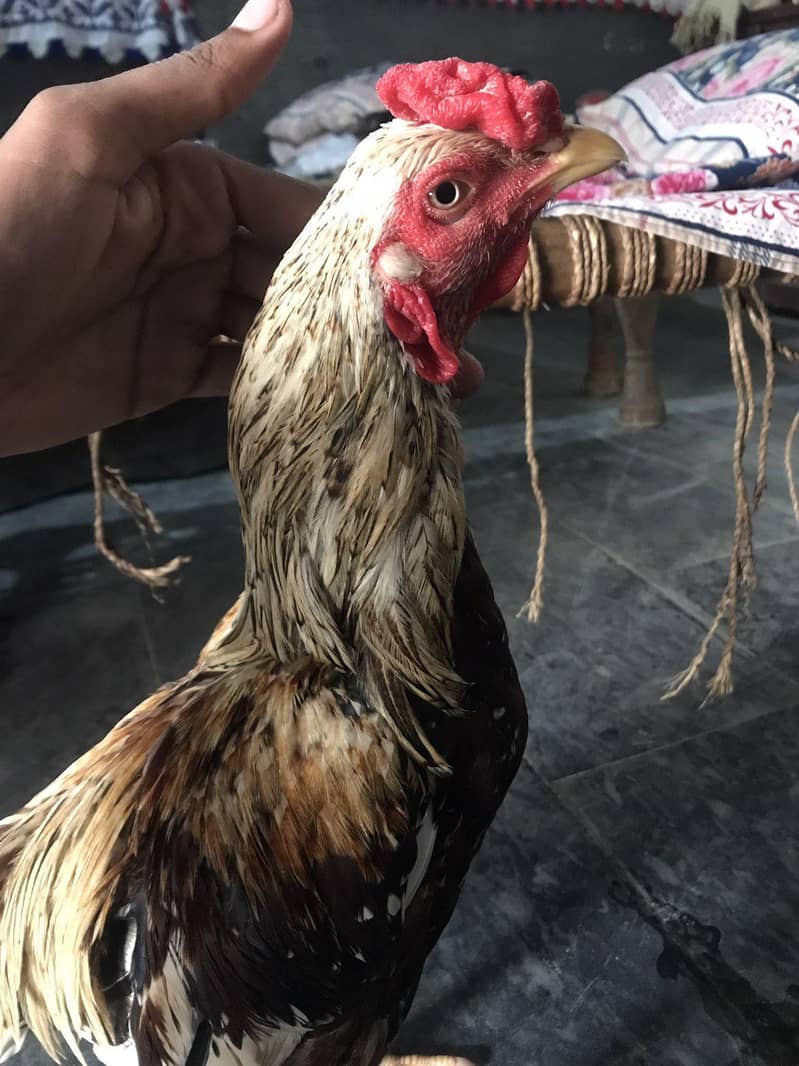 خالص اصیل مرغا — شاندار اور خوبصورت نسل 4