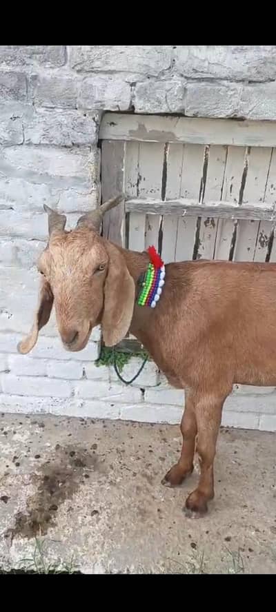 Doodh wali bakri