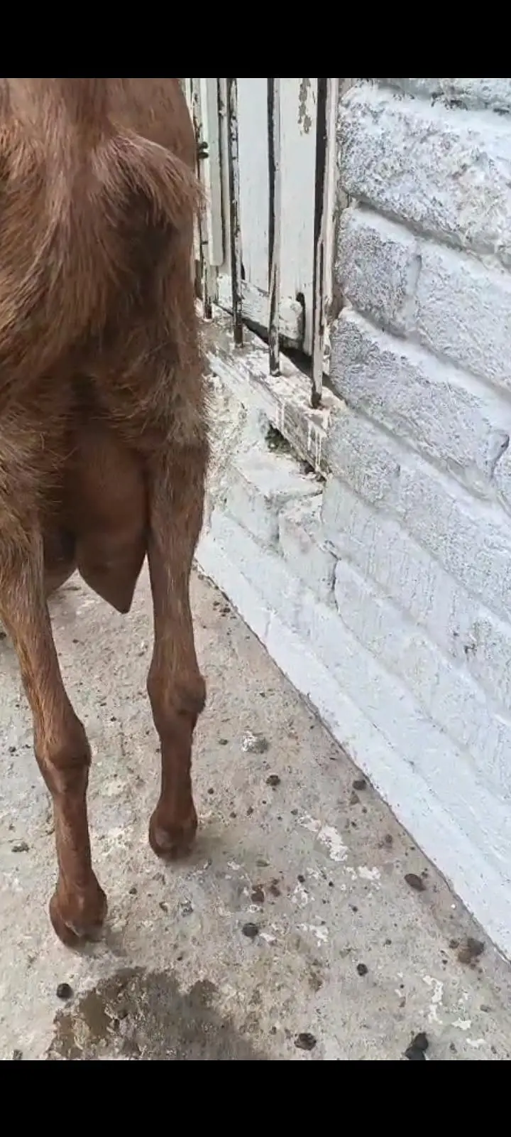 Doodh wali bakri — photo 2