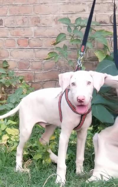 bully gultair 3 mahine for sale