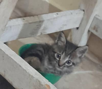 Semi Persian Kitten
