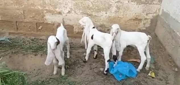 gulabi Bakri 3 bacchon ke sath for sale