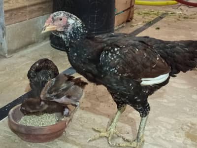 Aseel hen for sale