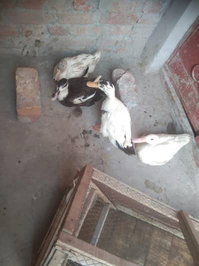 beautiful ducks for sale egg dy Rahi ha munasib rate par