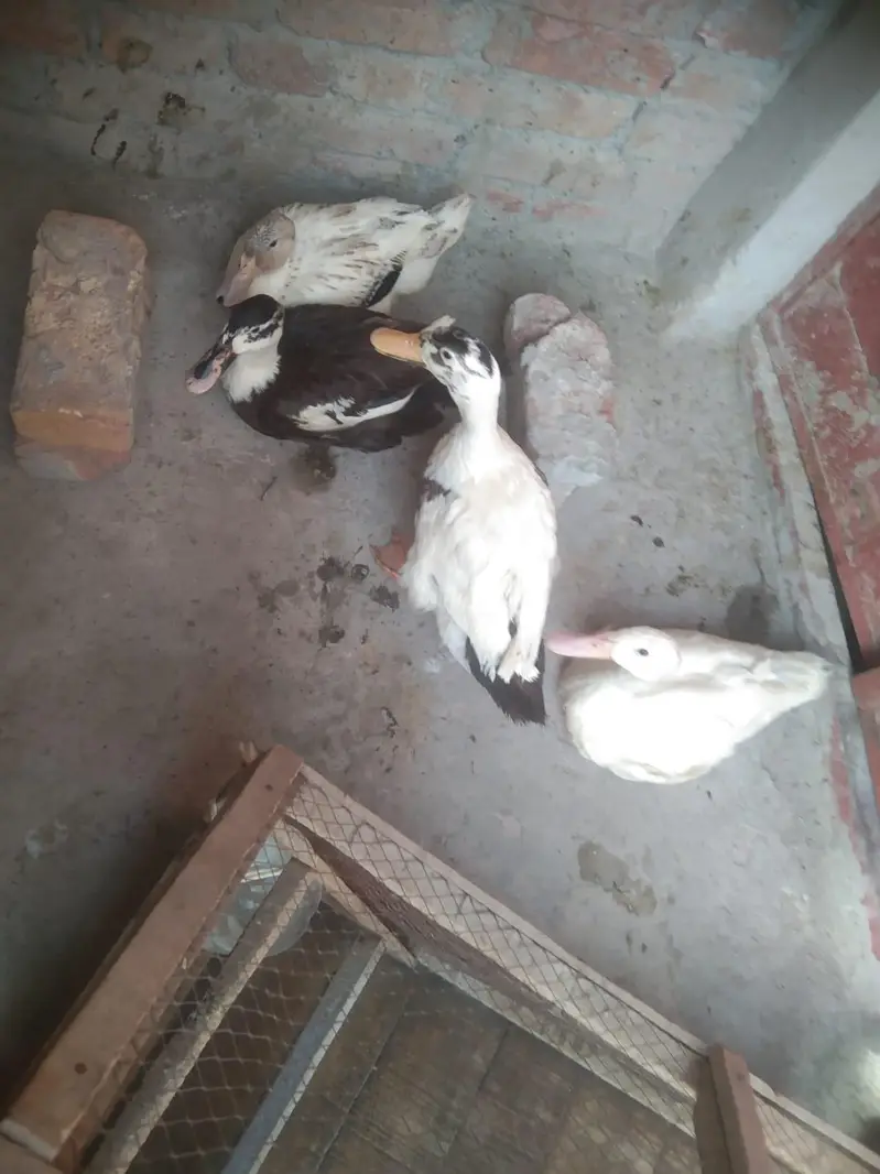 beautiful ducks for sale egg dy Rahi ha munasib rate par — photo 2