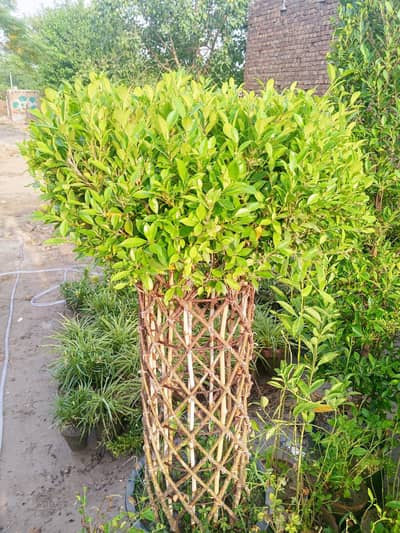 Grill Ficus