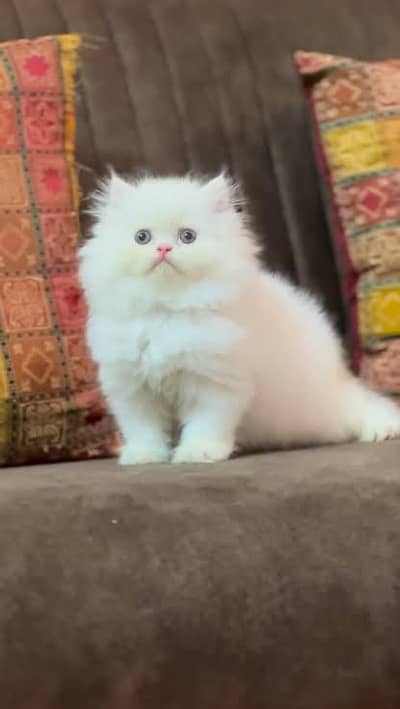 Persian cat 2month vaccinated My WhatsAp 0337/3958/976