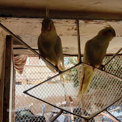 COCKATIEL