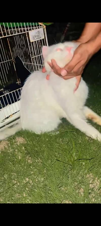 peshan male pure white 0 bite jase Marzi pakro