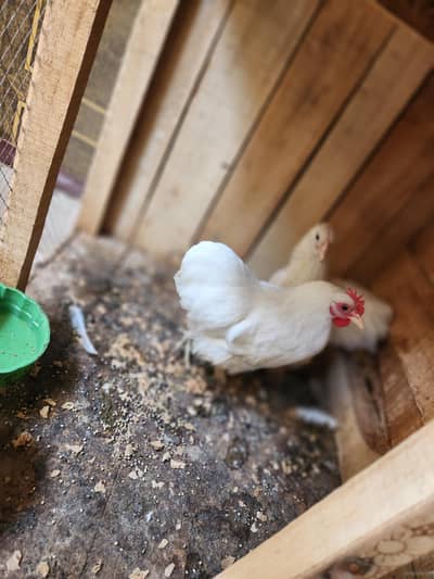 white bantam pair or black pair
