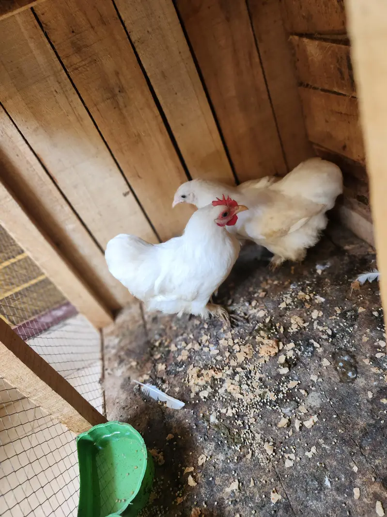 urgent  for  sale — photo 2