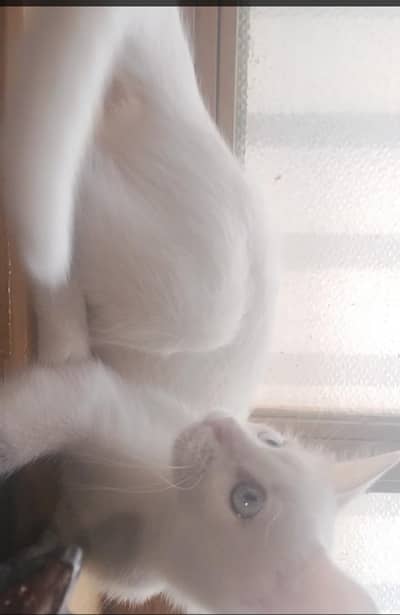 Persian cat