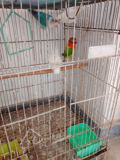 2 Pair birds