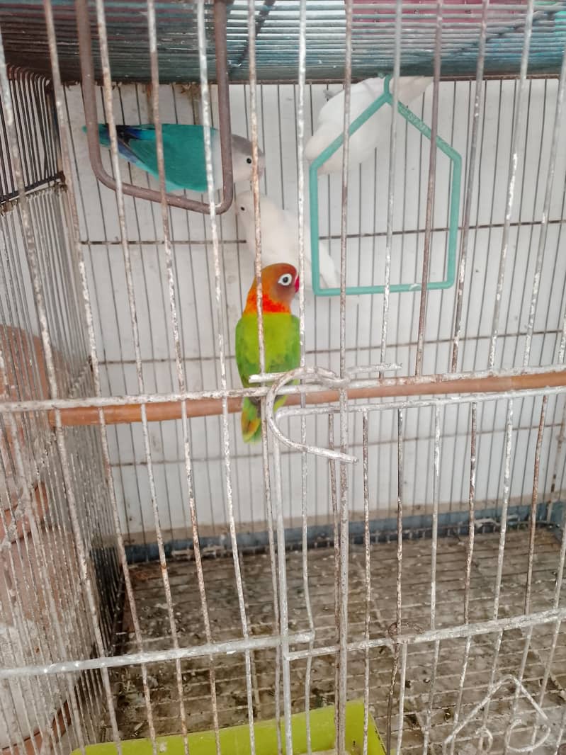 2 Pair birds 1