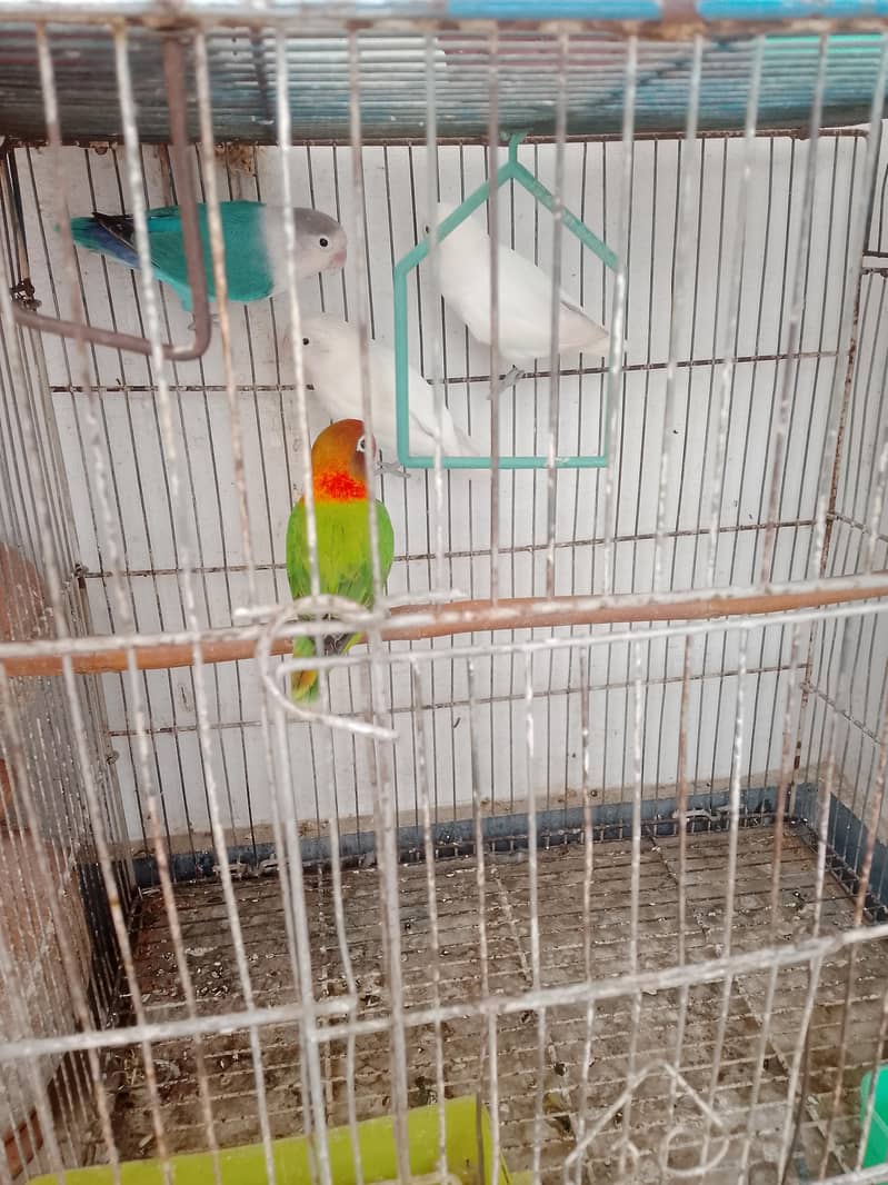 2 Pair birds 2