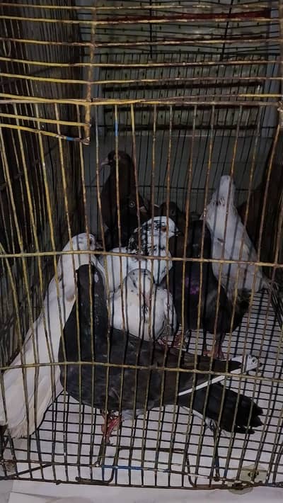 pigeon for sell