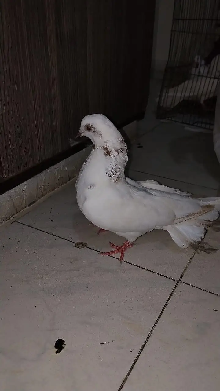 pigeon for sell — photo 2