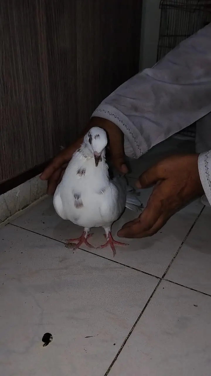 pigeon for sell — photo 3