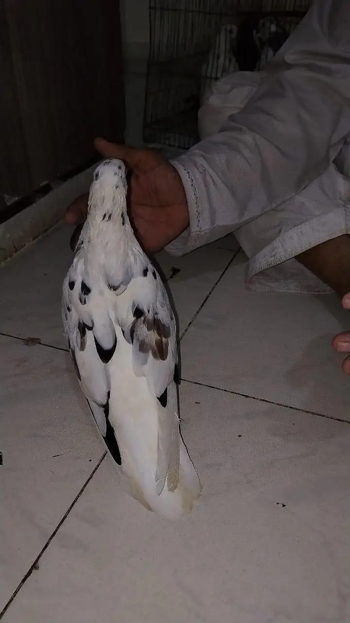 pigeon for sell — photo 4