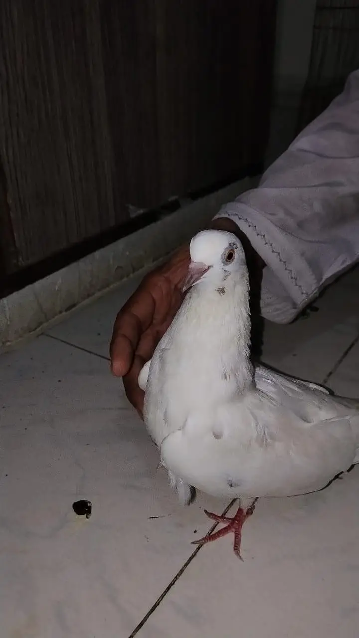 pigeon for sell — photo 5