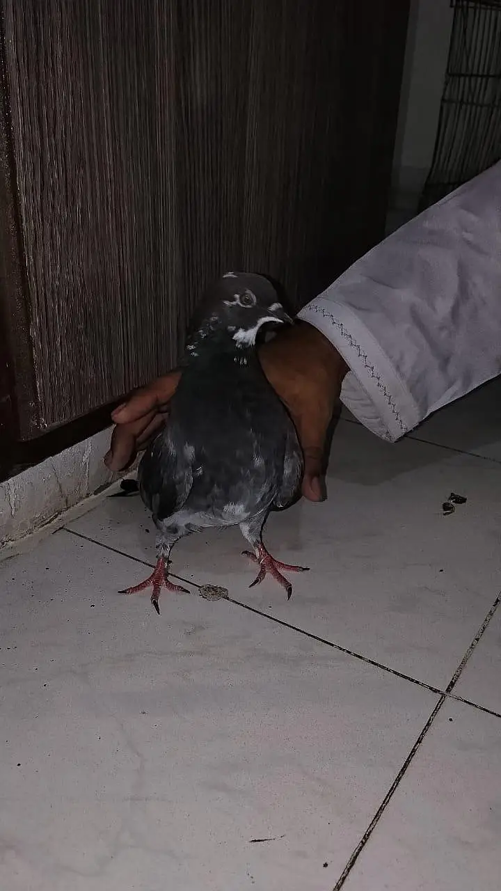 pigeon for sell — photo 6