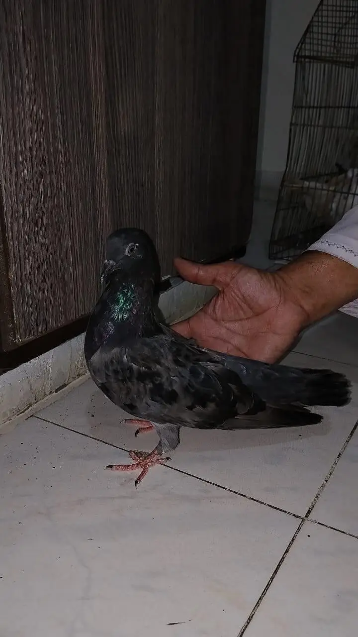 pigeon for sell — photo 7