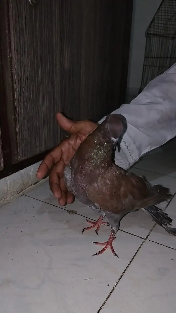pigeon for sell — photo 8