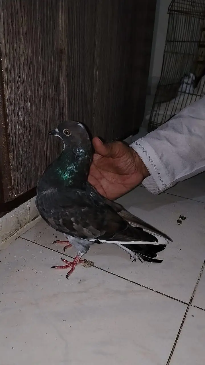 pigeon for sell — photo 9