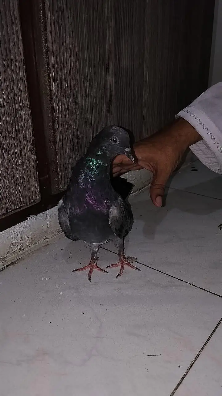 pigeon for sell — photo 10