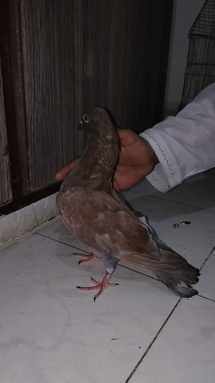 pigeon for sell — photo 11