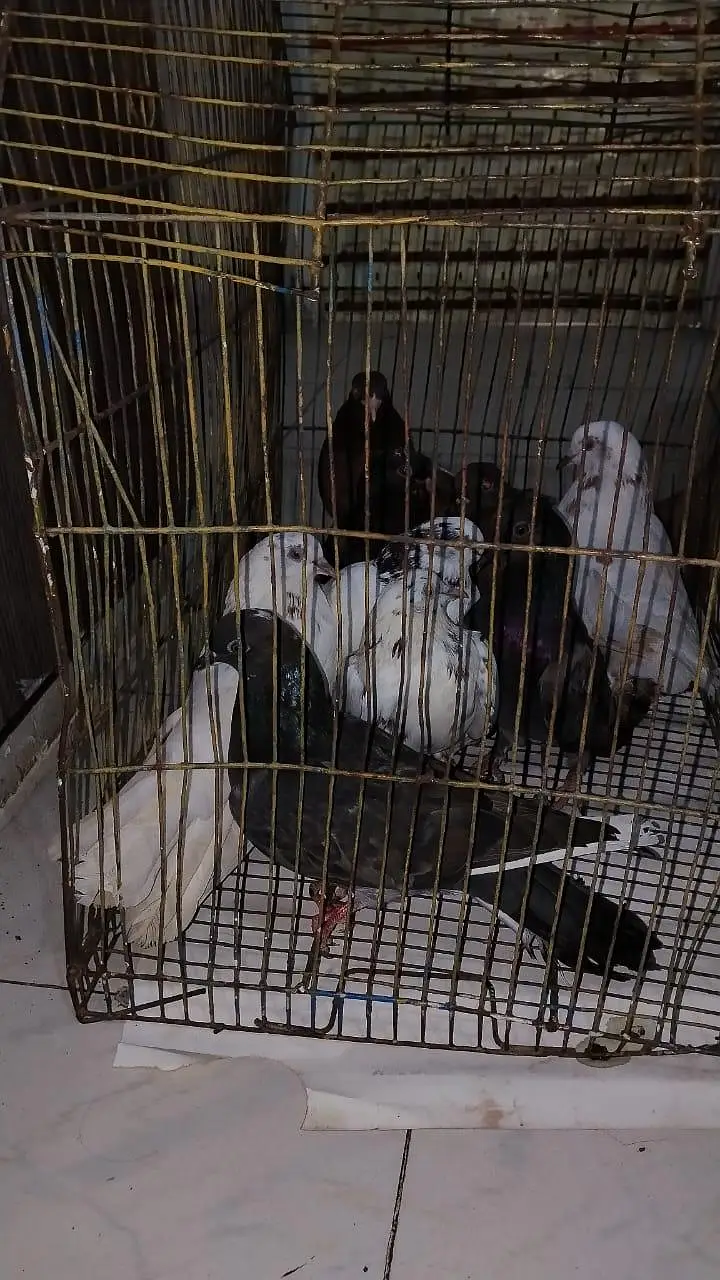 pigeon for sell — photo 12