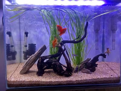 planted aquarium