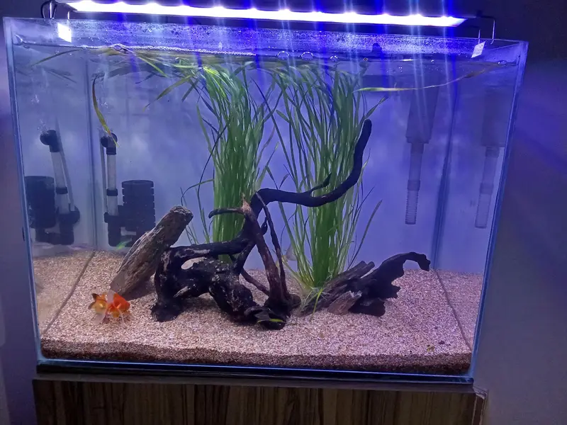 planted aquarium — photo 2