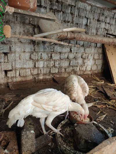 aseel dasi fancy hens