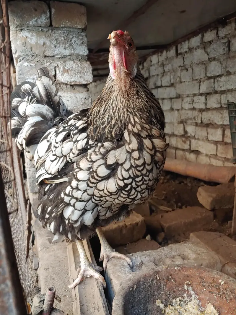 aseel dasi fancy hens — photo 3