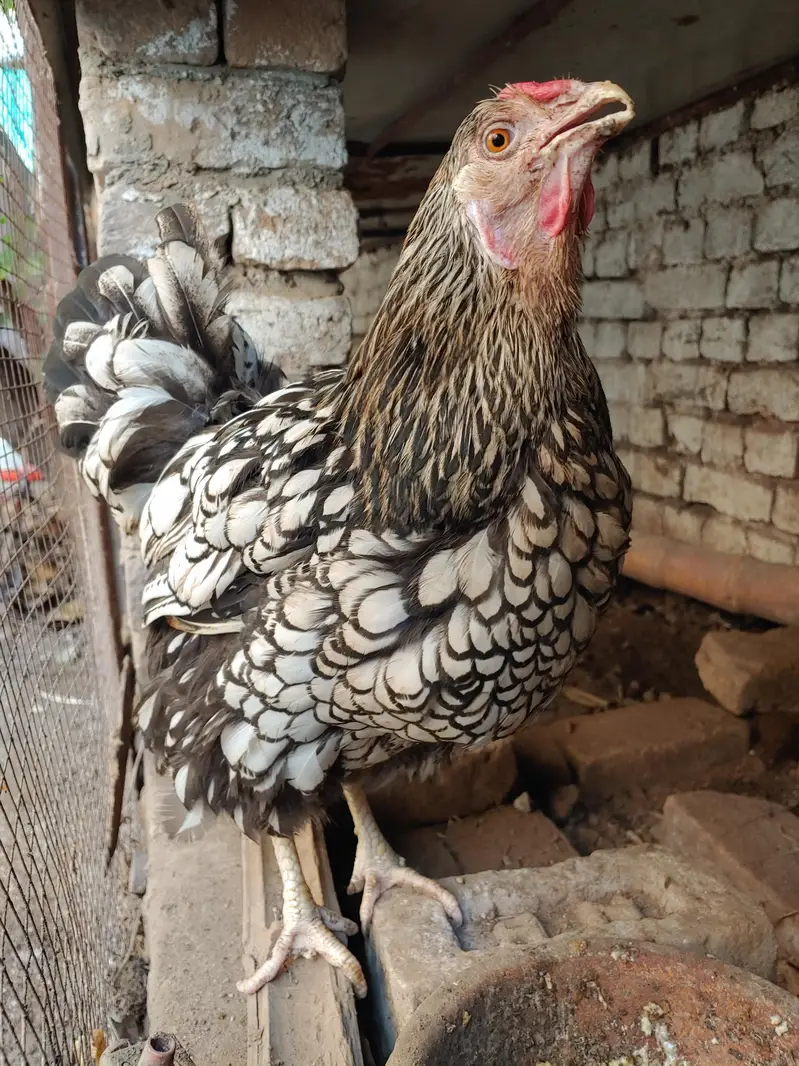 aseel dasi fancy hens — photo 4
