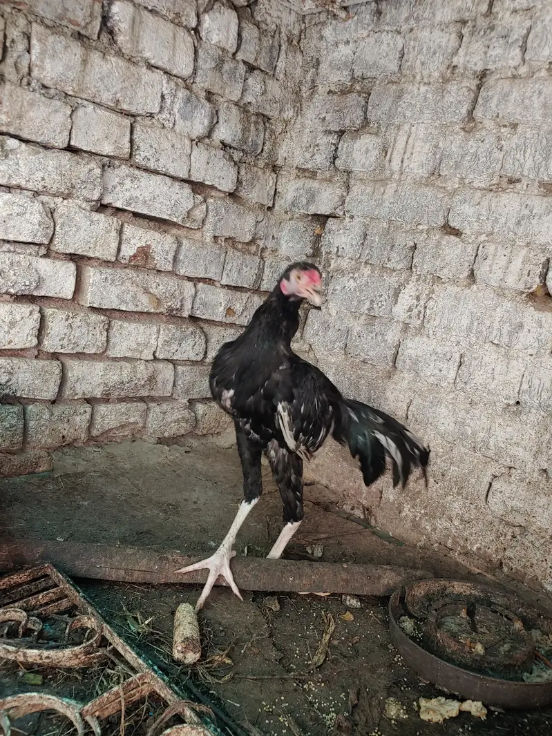 aseel dasi fancy hens — photo 5