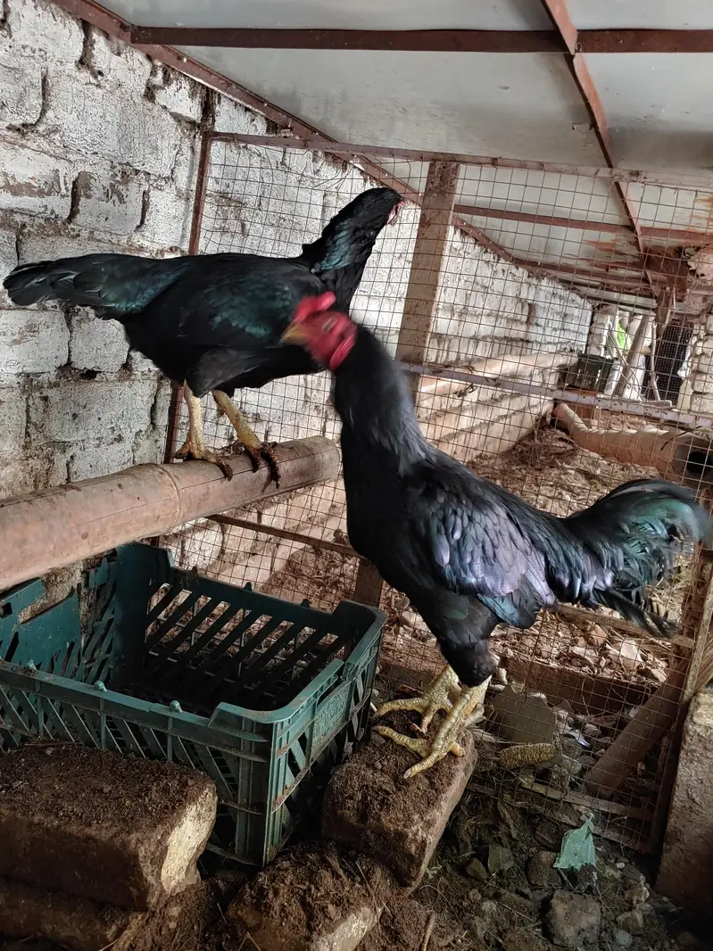 aseel dasi fancy hens — photo 6
