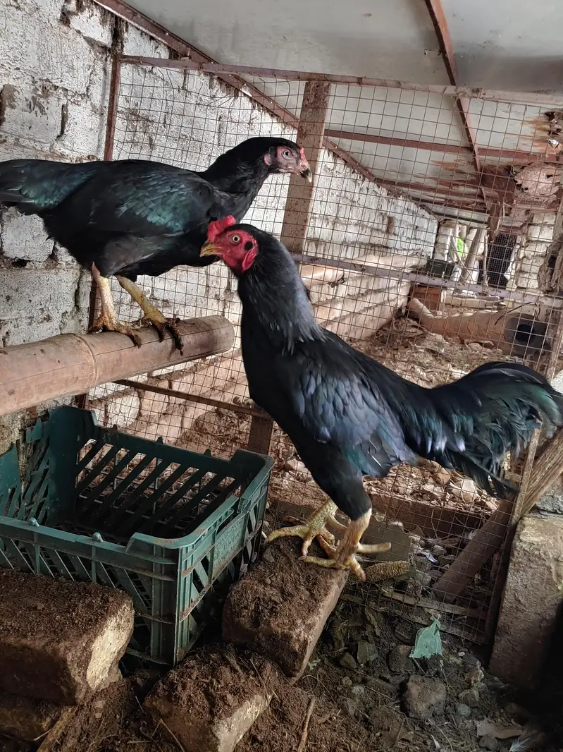 aseel dasi fancy hens — photo 7