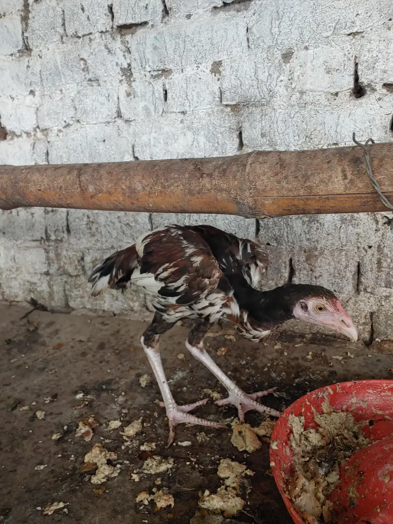 aseel dasi fancy hens — photo 8