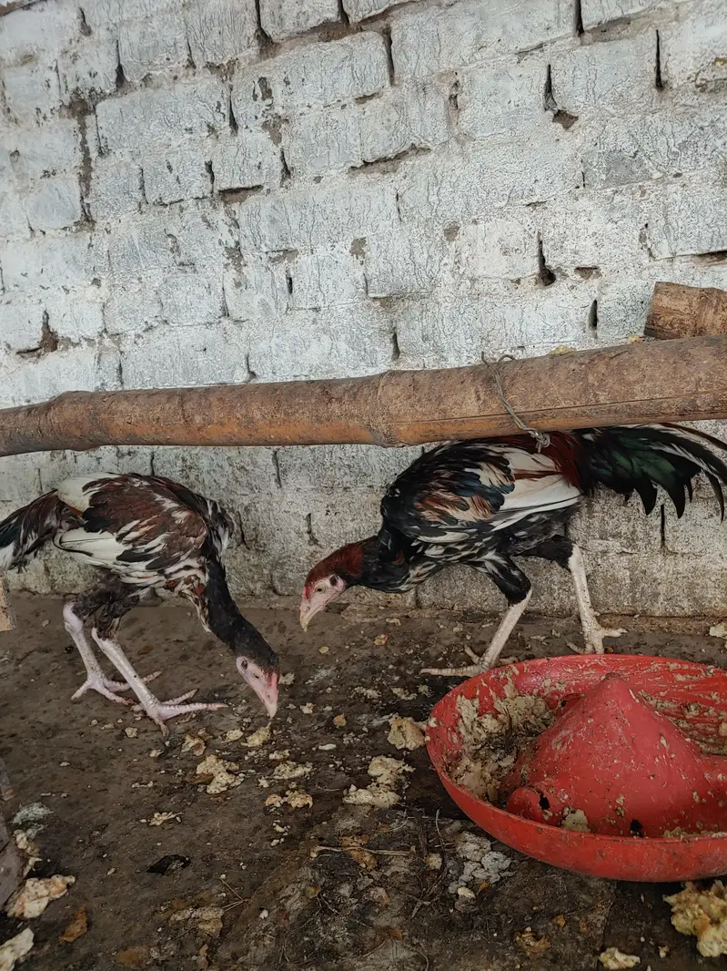 aseel dasi fancy hens — photo 9