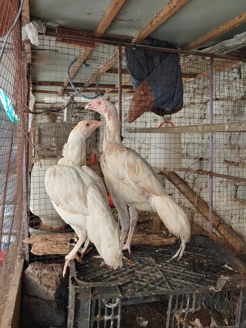 aseel dasi fancy hens — photo 10