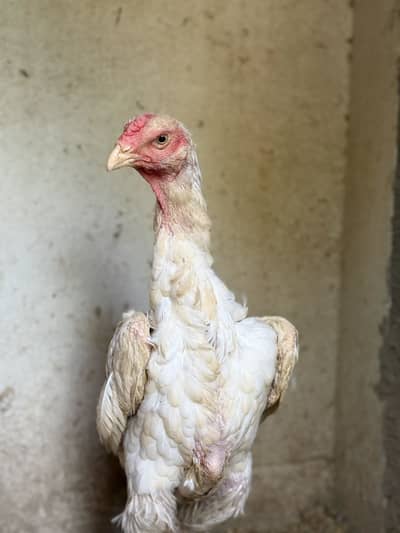 German white oh shamo female