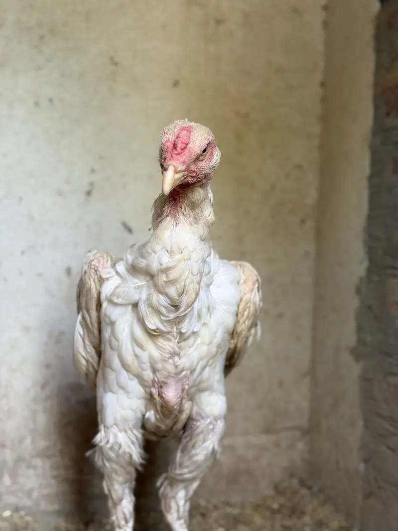 German white oh shamo female — photo 2