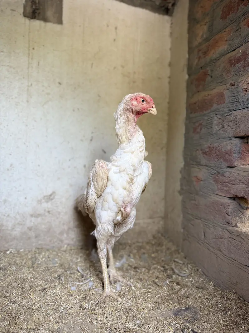 German white oh shamo female — photo 4