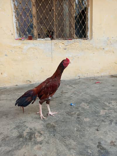 2 aseel Peele patha for sale location WAH CANTT barrier 3 03125641760