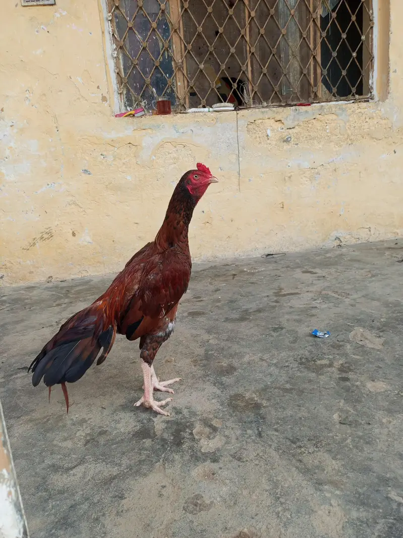 2 aseel Peele patha for sale location WAH CANTT barrier 3 03125641760 — photo 2