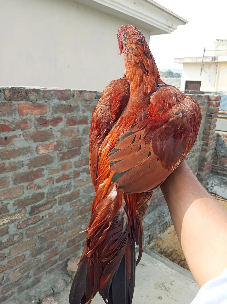 2 aseel Peele patha for sale location WAH CANTT barrier 3 03125641760 — photo 4