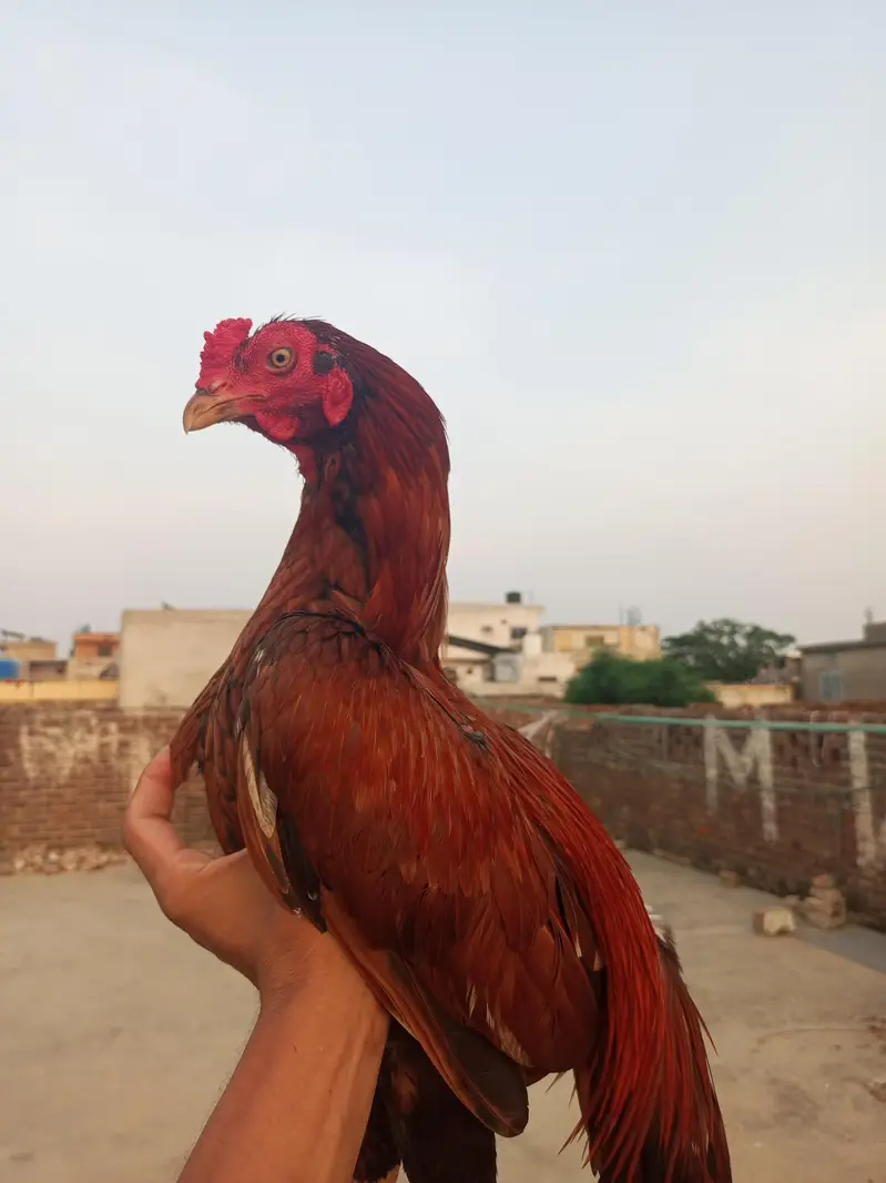 2 aseel Peele patha for sale location WAH CANTT barrier 3 03125641760 — photo 6